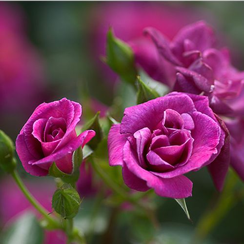 Rosa Blue Peter™ - violet - Petites fleurs -  rosier à haute tige - compact